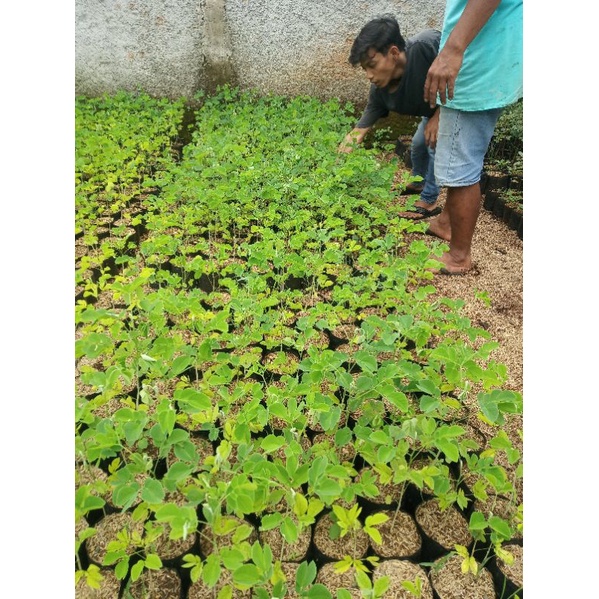 Bibit pohon trembesi pohon trembesi murah