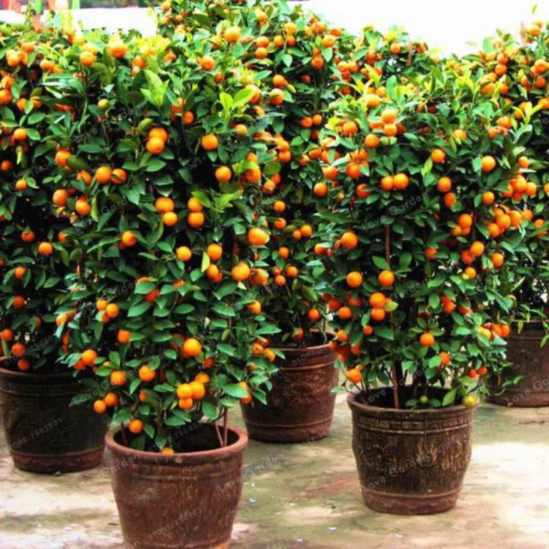 Bibit jeruk Santang Madu Siap Berbuah(BELI 5 GRATIS 1)