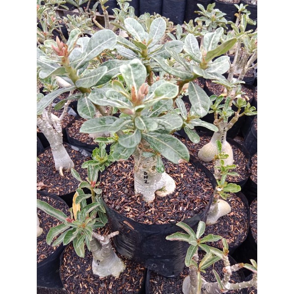 adenium size B grafting