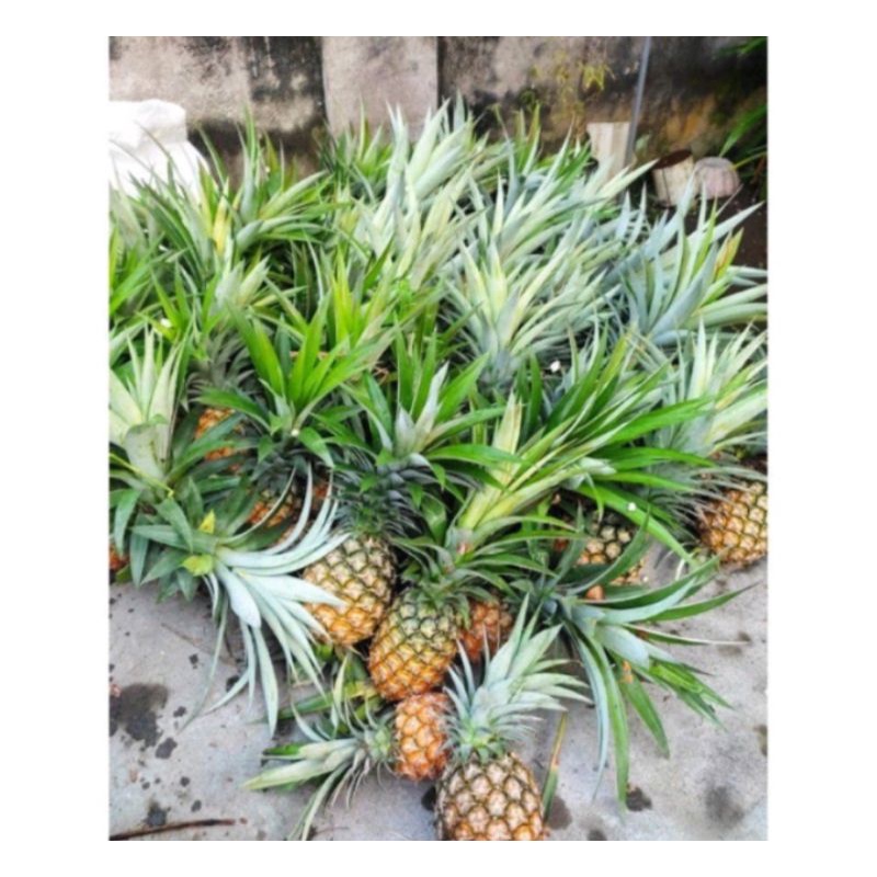 Bibit nanas madu jumbo