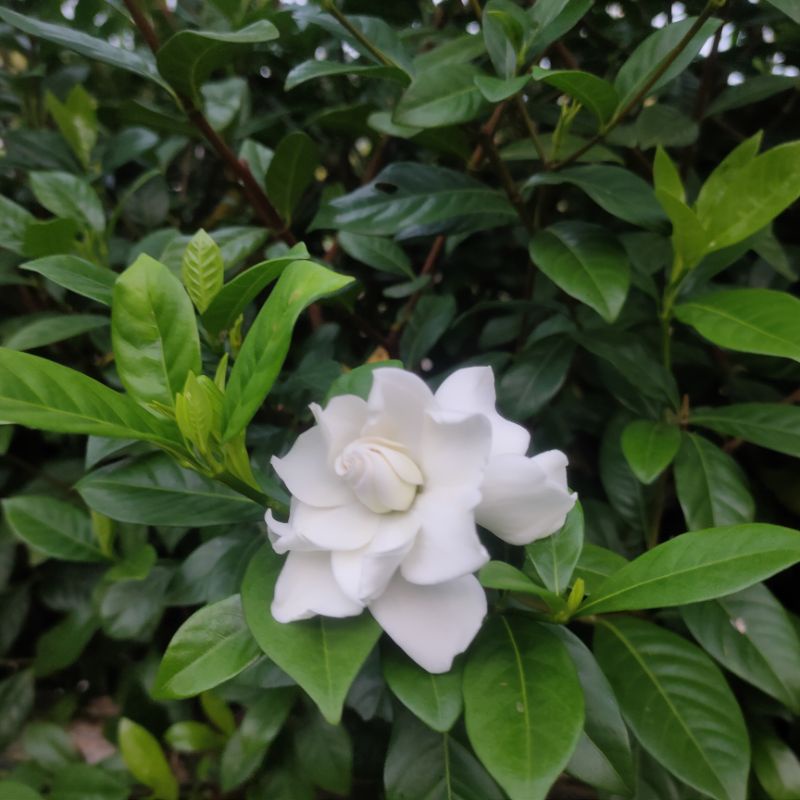 

Daun kacang piring segar 2 kg