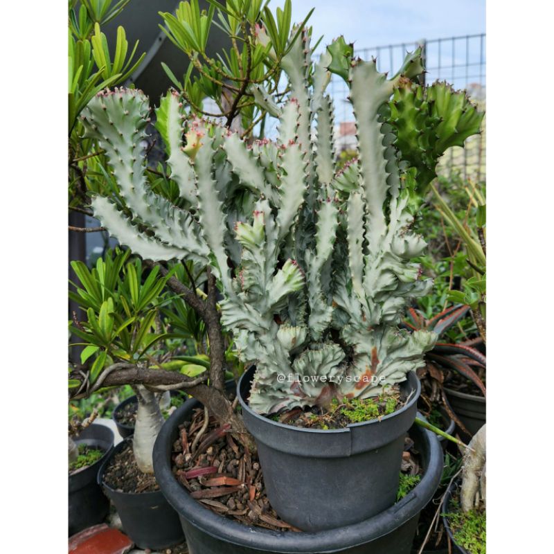 Kaktus euphorbia lactea cristata silver