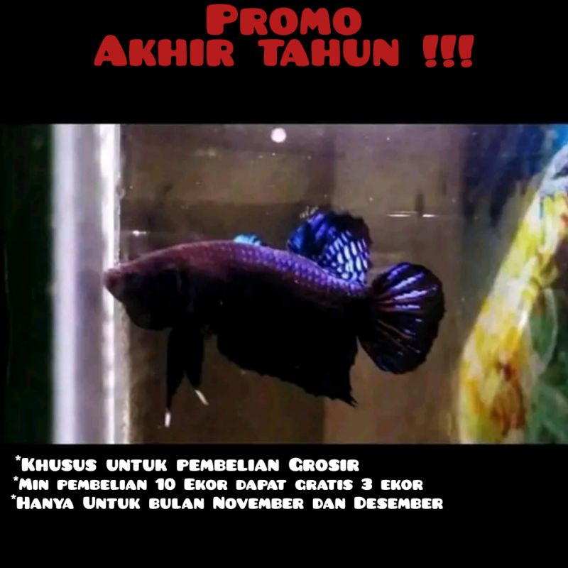 IKAN CUPANG ADUAN ANAKAN IMPORT DAN KATONG