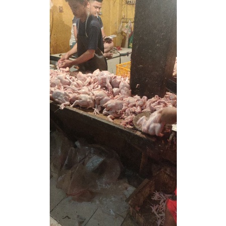 

ayam boiler