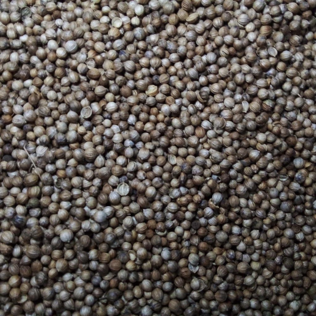 

Ketumbar Hitam Asli 100 gram