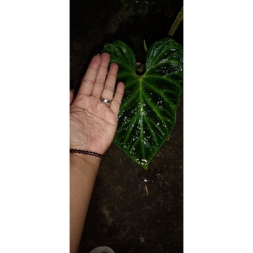 Verrucosum philodendron