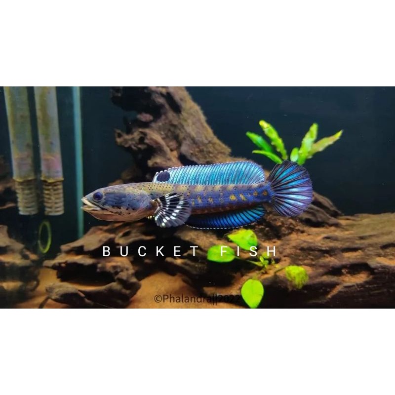 CHANA BLUE PULCHRA YELLOW SPOT ,PULCHRA BAHAN KONTES,MURAH,AKSESORIS AQUARIUM,HIASAN AQUARIUM,DOBLE 