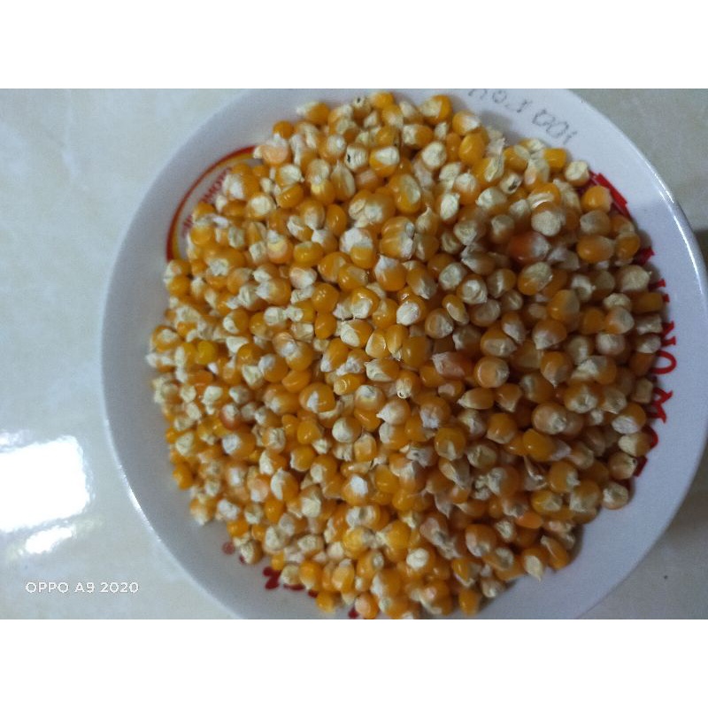 

jagung lokal madura