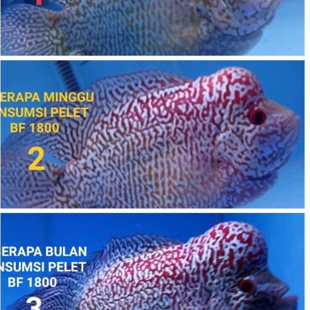 Pelet pakan louhan BF1800 bf 1800 head up collor faster red merah top - S 2mm