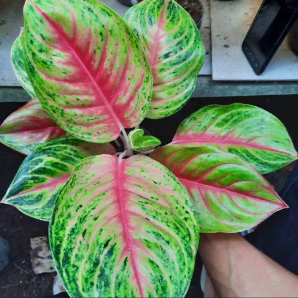 Aglonema Andini Dewasa Rosset