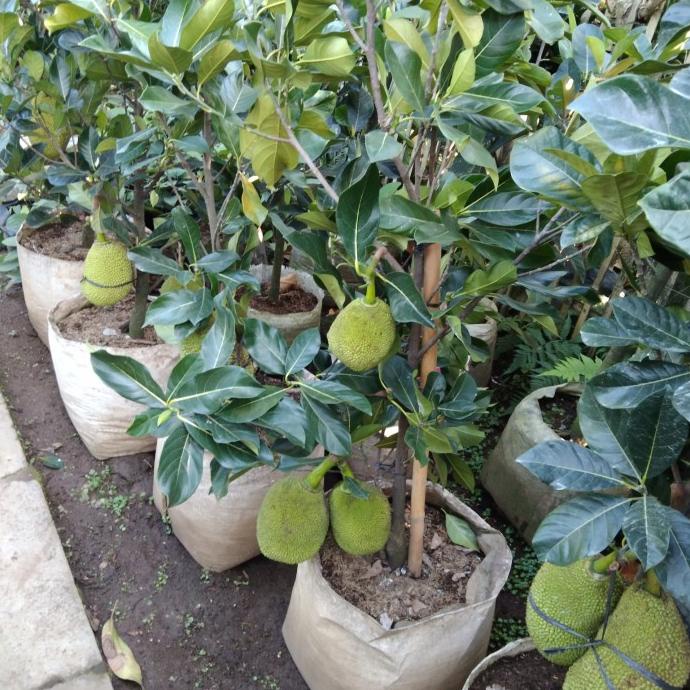 Pohon nangka Berbuah , tinggi 2 meter