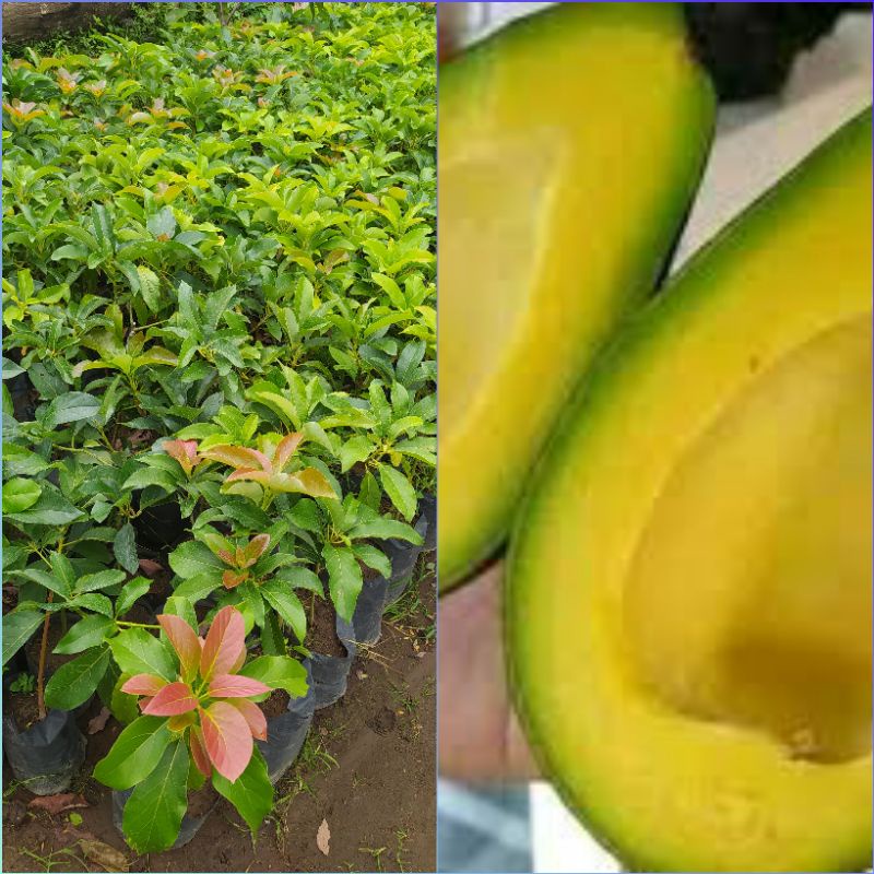 

Bibit Alpokat Aligator Cepat berbuah