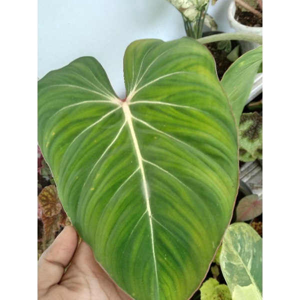gloriosum / philodendron gloriosum