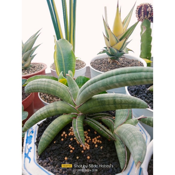 Sansevieria Eilensis sansevieria eliensis sanse eliensis bukan boncel king of sanse