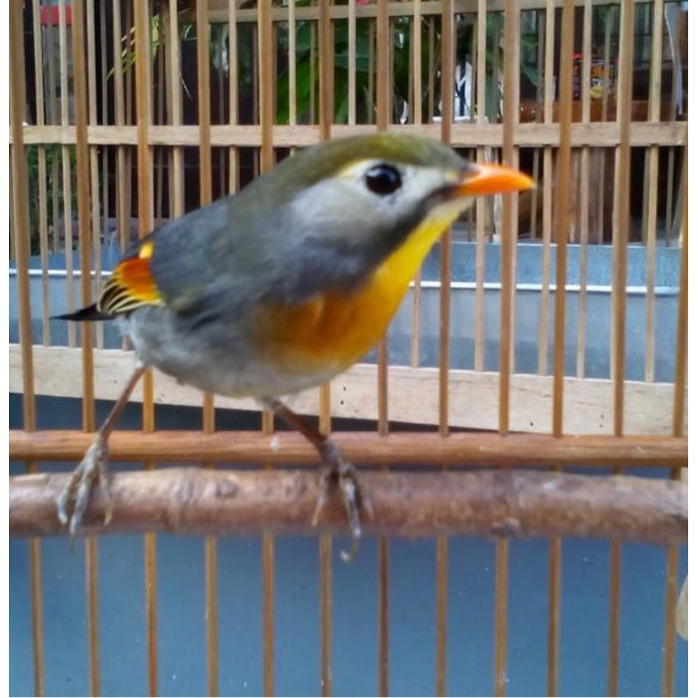burung robin pilihan jantan super