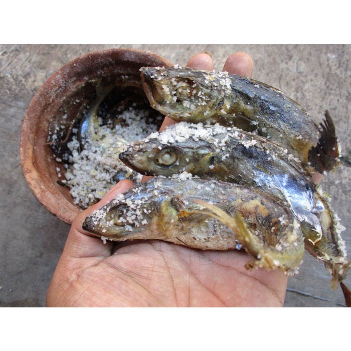 

IKAN BELANAK ASIN KENDIL 1 KG