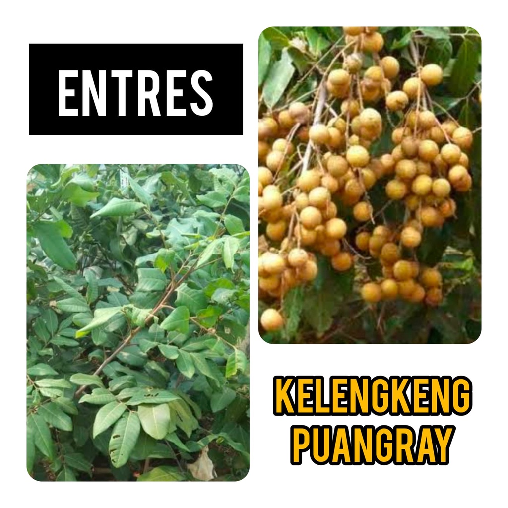 Entres  / Cutting Lengkeng Puang Ray