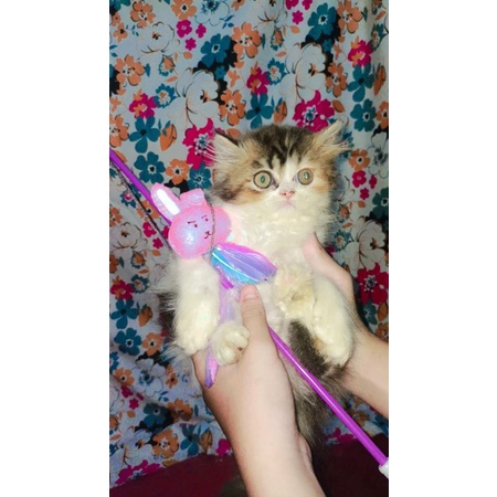 MAINAN KUCING interaktif tongkat stick toys  per spring bola bulu mainan tikus dan pets toys lengkap