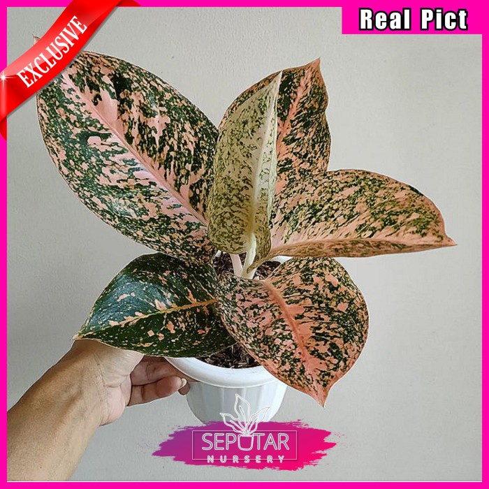 (BISA COD) aglonema stardust orange - tanaman hias aglonema stardust orange