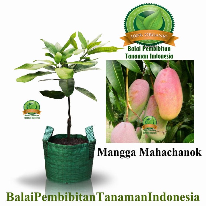 bibit mangga mahachanok / bibit buah / tanaman TEMURAH