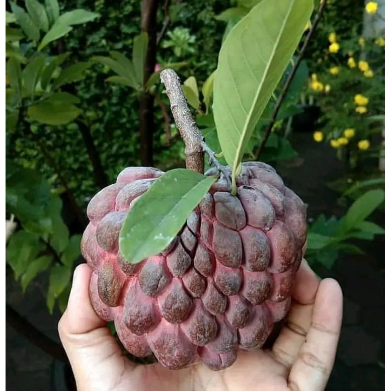 bibit srikaya merah super manis