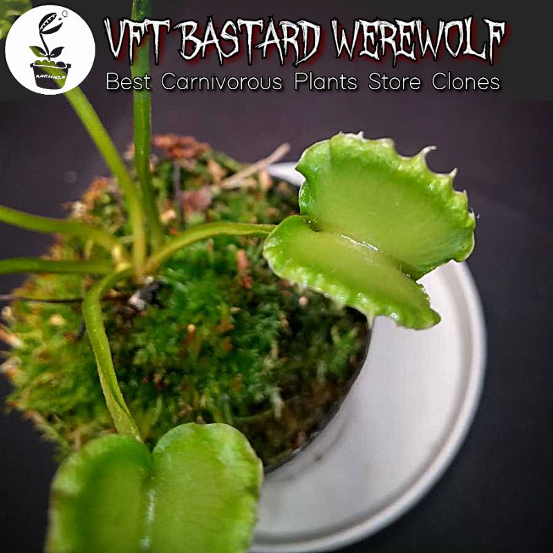 Tanaman Karnivora Pemakan Serangga Venus Fly Trap / VFT Bastard Werewolf (BCP Clone)