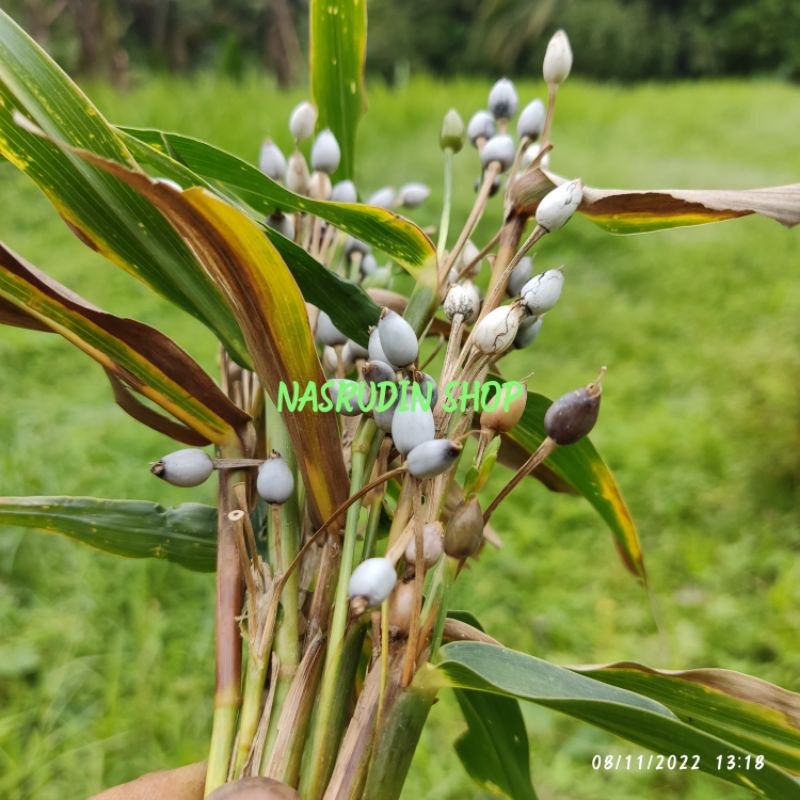 

[Fresh] BUAH HANJELI BATU 100 BIJI UNTUK KERAJINAN DAN BISA UNTUK BIBIT BUAH JALI JALI