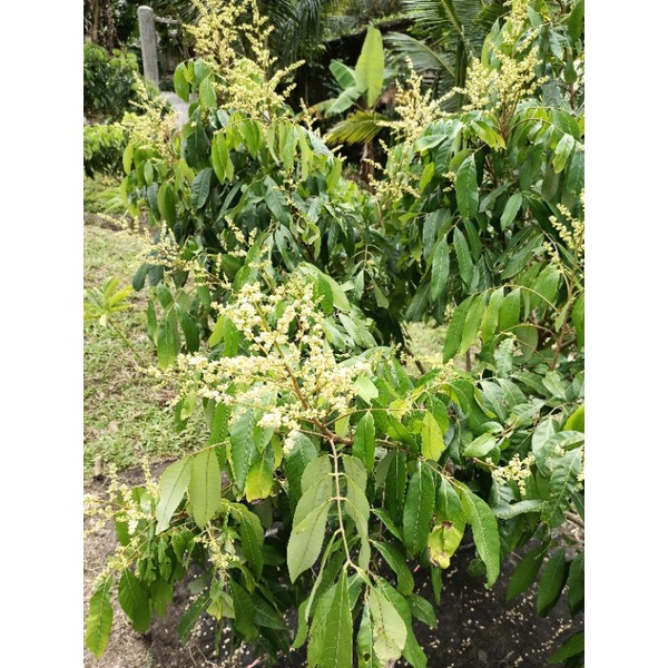 KELENGKENG NEW KRISTAL, NEW KRISTAL, KELENGKENG