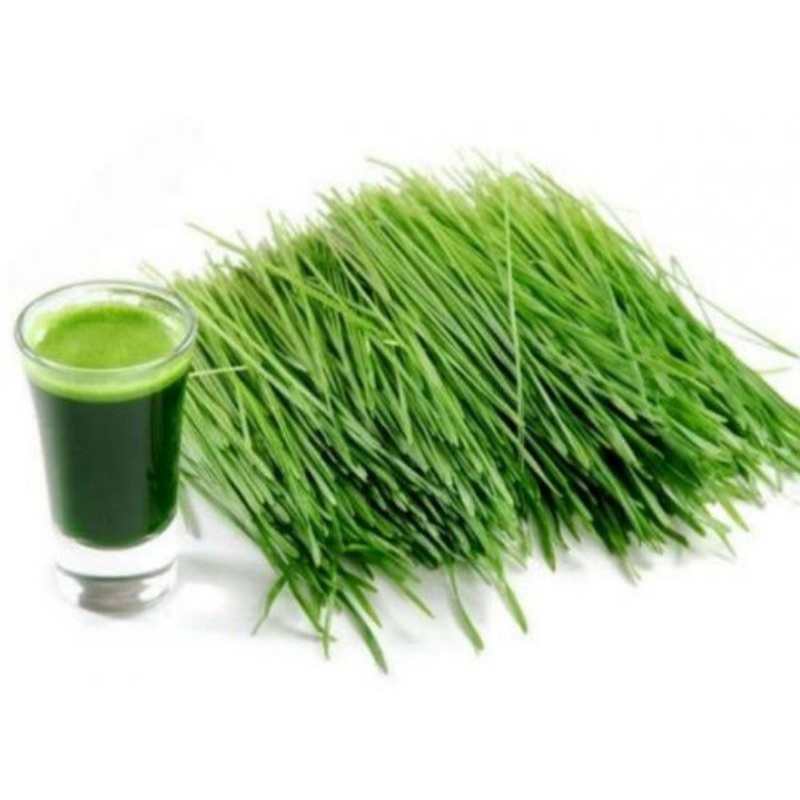 Rumput Gandum / wheatgrass