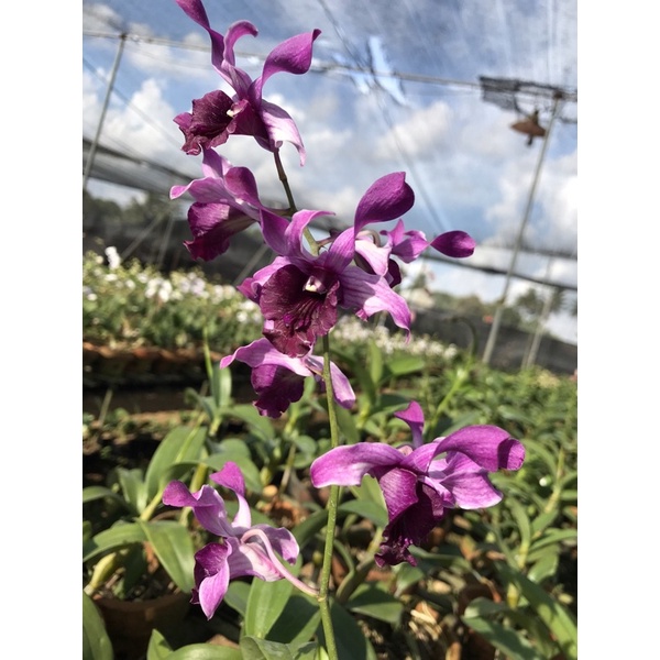 inaraya red kondisi knop