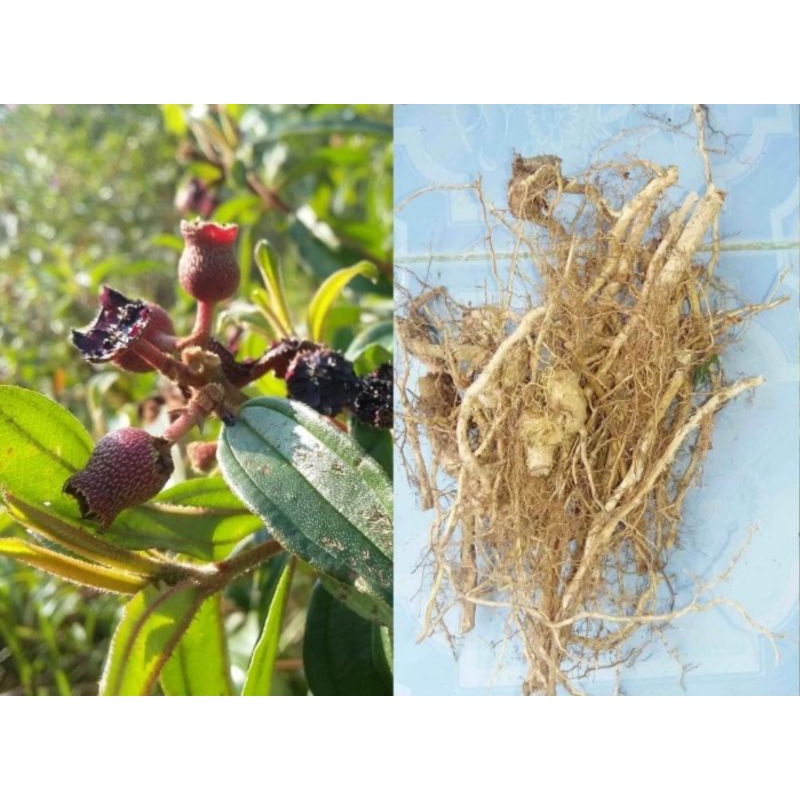 

Akar senduduk atau senggani