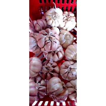 

BAWANG PUTIH 100 gram / ons