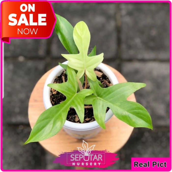 (BISA COD) philodendron florida ghost - tanaman hias philodendron florida ghost