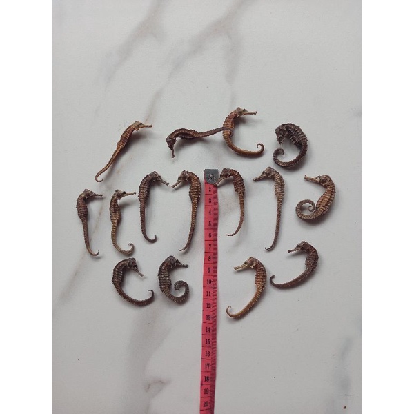 

Herbal Kud4 Kering 1pcs uk. 6/8cm