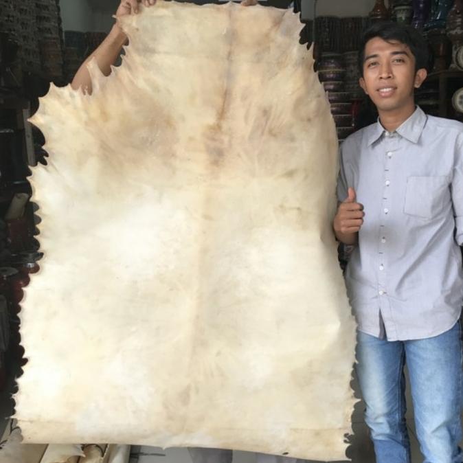 Kulit kambing jumbo kulit bedug gendang