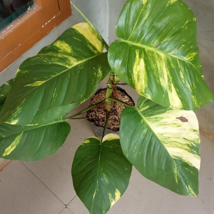 Tanaman hias sirih gading varigata golden besar jumbo