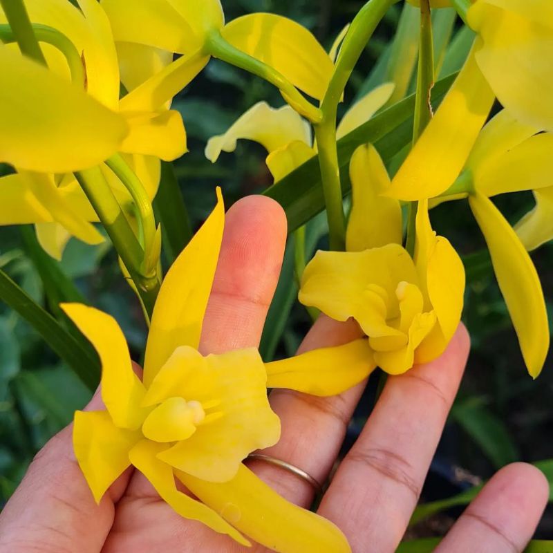 Anggrek cymbidium golden boy (Orchidaceae) - anggrek tanah knop murah / tanaman hias anggrek tanah cymbidium golden boy