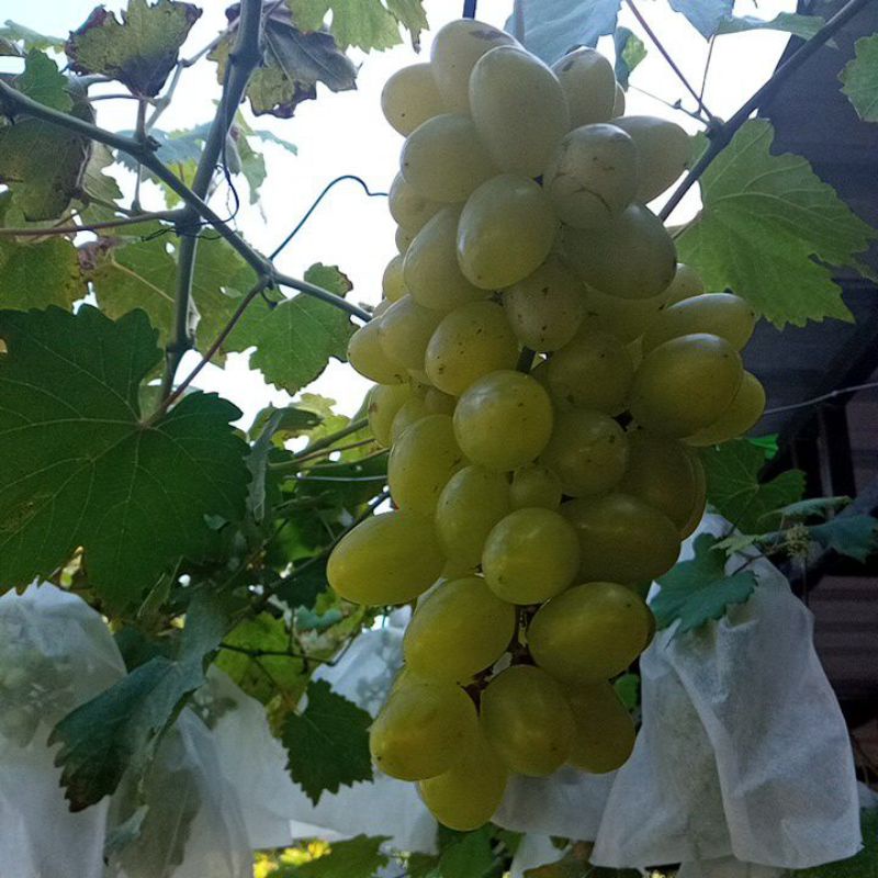 

anggur import transfigurasi valid 100%