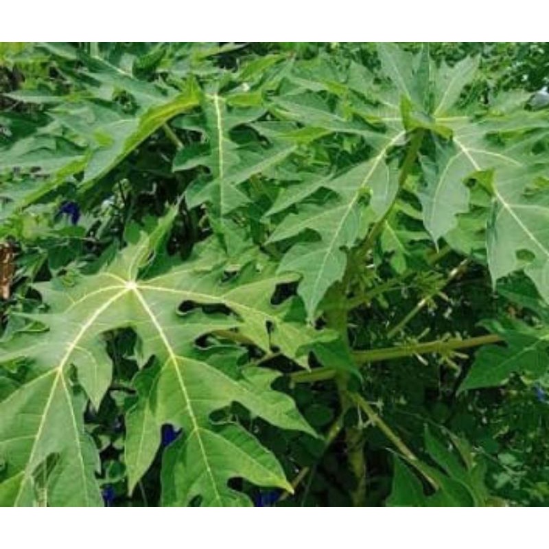 

Daun pepaya segar 250 gram