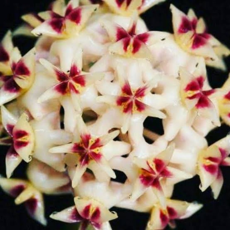 Hoya Rintzii | Tanaman Hias Hoya | Hoya Plant | Hoya Siap Bunga
