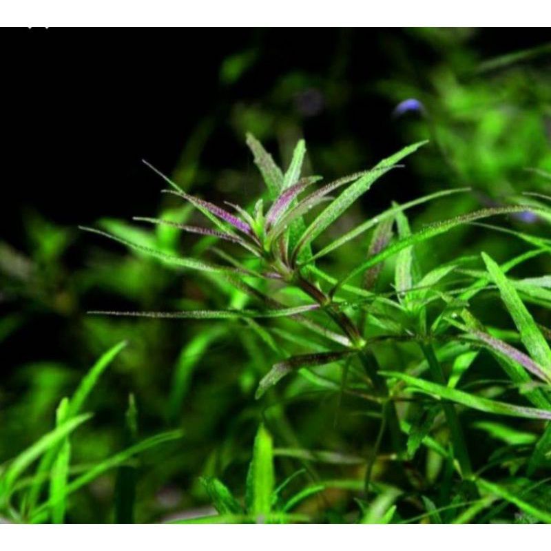 Aromatika sunset/tanaman aquascape