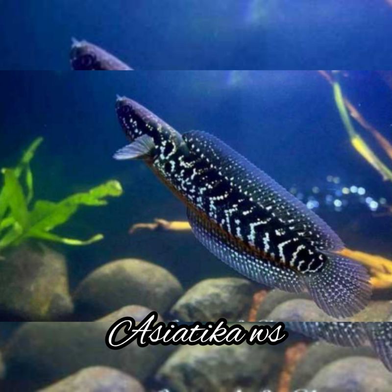 pelengkap keindahan aquarium Cana asiatika ws 8cm keren abis bos