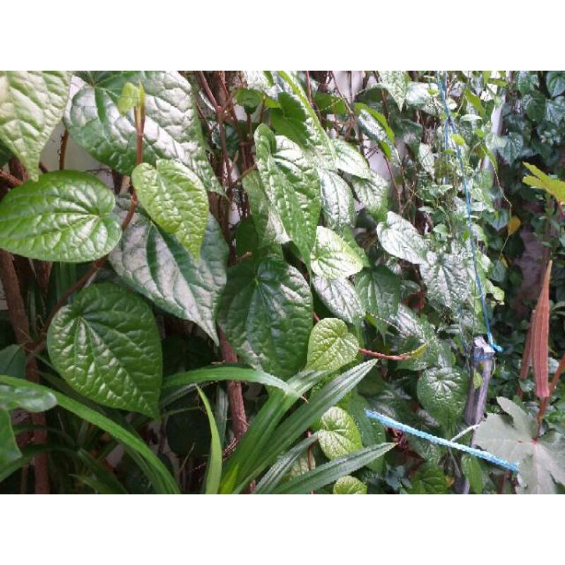 

daun sirih segar di petik ketika olderan msuk