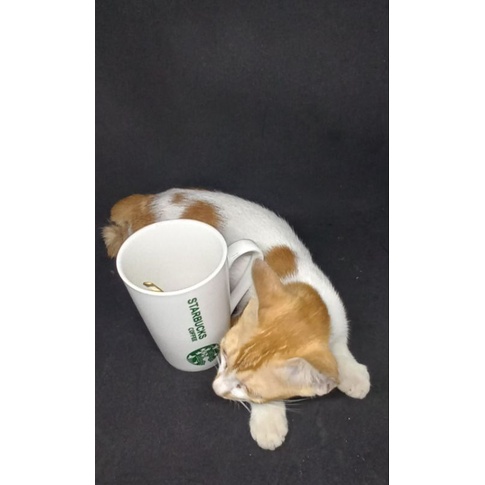 Mug Starbucks tall 16