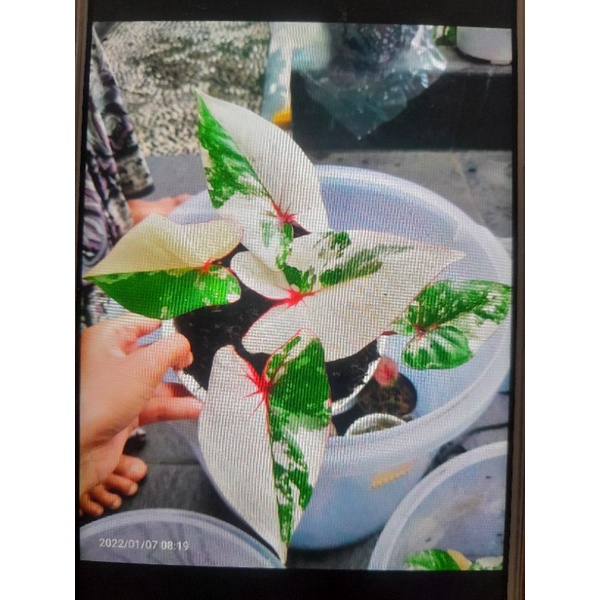 Tanaman caladium Aksara Thailand remaja