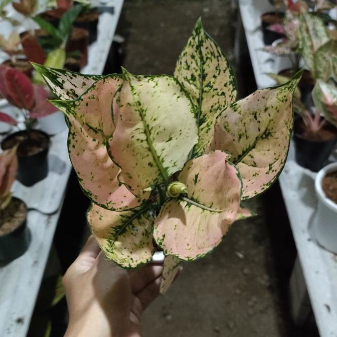 Aglonema Komkom Orange