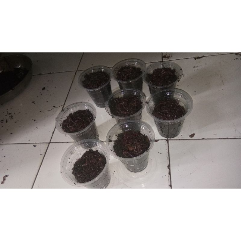 CACING TANAH