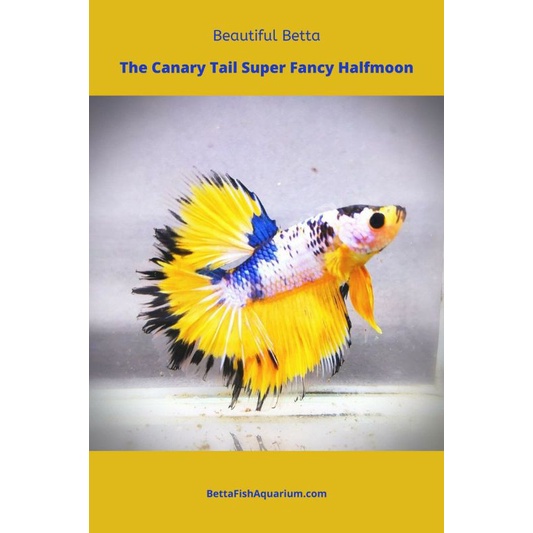 HALFMOON YELOOW BASE MARSUPILAMI X KUNTHAI