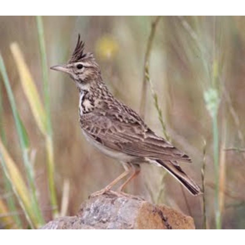 burung sonca /branjangan impor pilihan jantan