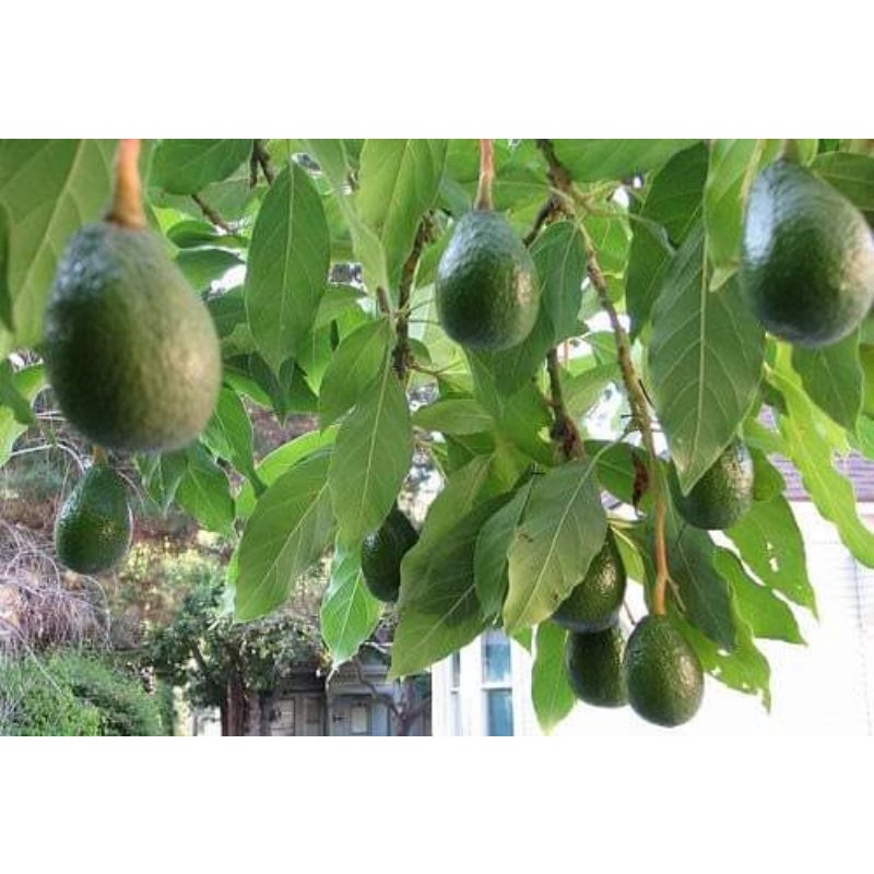 

Daun alpukat segar// 100 lembar daun alpukat segar/obat herbal tradisional